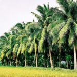 Kinh nghiệm du lịch Bến Tre