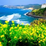 Kinh nghiệm du lịch đảo Jeju - những điểm đến nổi tiếng