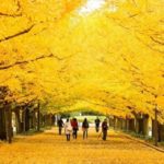 Kinh nghiệm du lịch đảo Nami Hàn Quốc đầy đủ nhất- ăn ở, đi lại, vui chơi.