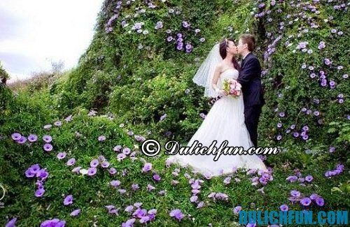 Vườn hoa đà lạt, điểm chụp ảnh cưới đẹp nhất ở đà lạt. Tư vấn địa điểm chụp ảnh đẹp ở Đà Lạt nổi tiếng, giá rẻ