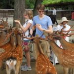 Đi đâu khi du lịch Nara? Công viên Nara, địa điểm tham quan, du lịch nổi tiếng nhất ở Nara