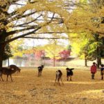 Nên tới Nara vào thời gian nào? Thời điểm thích hợp nhất để du lịch Nara. Kinh nghiệm du lịch Nara, Nhật Bản