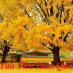 Du lịch Hàn Quốc mùa Thu