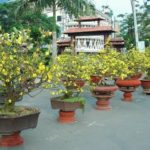 Chợ hoa đẹp, nổi tiếng ở Sài Gòn ngày Tết