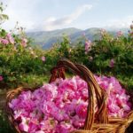 Kinh nghiệm du lịch Bulgaria đất nước triệu đóa hồng. Hướng dẫn, cẩm nang du lịch Bulgaria cụ thể, đường đi, ăn ở, cảnh đẹp