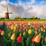 Du lịch Keukenhof ngắm hoa tulip: Địa chỉ, thời điểm, giá vé. Hướng dẫn tham quan Keukenhof, Hà Lan ngắm lễ hội hoa tulip đẹp.