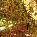 Kinh nghiệm đi vườn trái cây Trung An thỏa sức ăn uống. Hướng dẫn, cẩm nang du lịch vườn trái cây Trung An: đường đi, ăn uống...