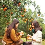 Trải nghiệm du lịch sinh thái miệt vườn Chợ Lách Bến Tre. Hướng dẫn du lịch miệt vườn Chợ Lách đường đi, thời gian, điểm tham quan