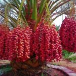 Du lịch Dubai nên ăn gì? Đặc sản nổi tiếng Dubai. Những món ăn ngon, truyền thống, nổi tiếng nhất ở Dubai nên thử. Ẩm thực Dubai