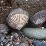 Kinh nghiệm phượt Bãi Đá Đen, Đà Nẵng cực đã đầu hè. Hướng dẫn tham quan, du lịch, trải nghiệm ở Bãi Đá Đen Đà Nẵng đường đi, ăn