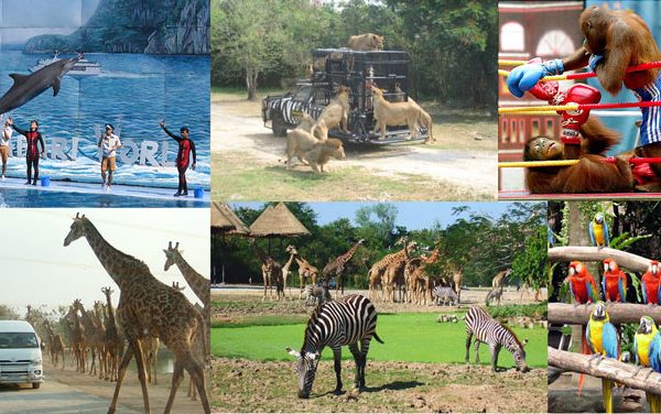 Review du lịch Safari World Bangkok từ A - Z. Hướng dẫn, kinh nghiệm du lịch, tham quan Safari World Bangkok cụ thể, chi tiết.