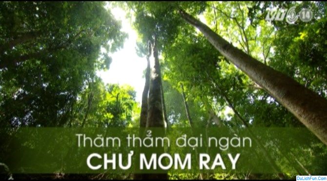 Du lịch Vườn quốc gia Chư Mom Ray có gì hay? Hướng dẫn du lịch vườn quốc gia Chư Mom Ray cụ thể đường đi, cảnh đẹp, khám phá...
