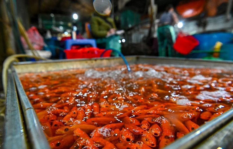 Chợ hoa tết ở Hà Nội. Chợ hoa tết nổi tiếng Hà Nội