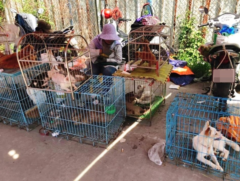 Chợ hoa tết ở Hà Nội. Chợ hoa tết truyền thống ở Hà Nội