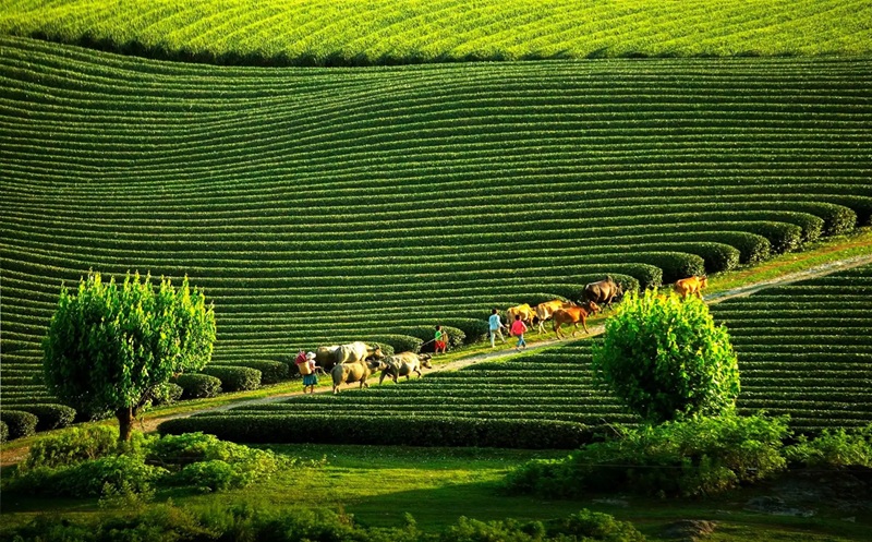 Địa điểm du lịch Miền Bắc vào mùa hè. Du lịch miền Bắc vào mùa hè
